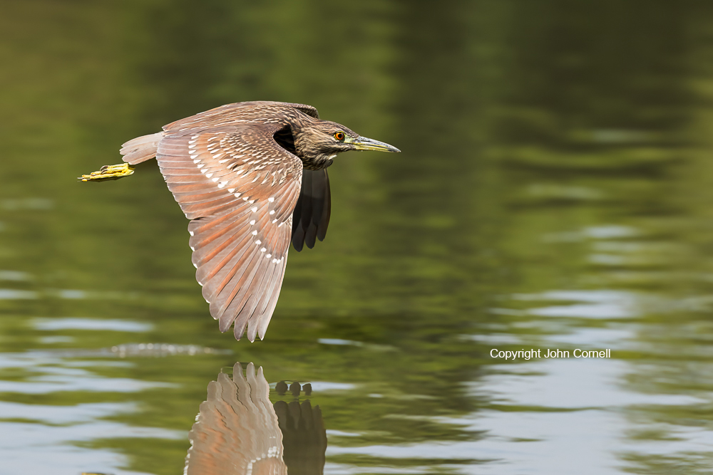 Black-crowned Night Heron;Flying Bird;Heron;Nycticorax nycticorax;Photography;action;active;aloft;behavior;birds;color image;flight;fly;flying;in flight;juvenile;motion;movement;one animal;soar;soaring;wing;winged;wings